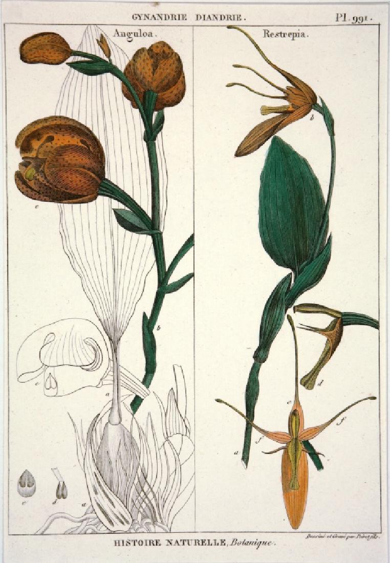 3 Plates from Encyclopedia of Botanicals. c.1823.: 3 Plates from Encyclopedia of Botanicals. Lamarck, J.B.P.A. de Monet de, Poiret, J.L.M. "Recueil de Planches de Botanique de L'Encyclopédie" [Collection of Plates for the Encyclopedia of Botanicals].