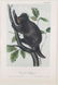 John James Audubon. 3 Octavo Animal Prints.