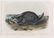 John James Audubon. 3 Octavo Animal Prints. - 3