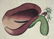 Sydenham Edwards's Botanical Register. 7 Plates.