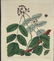 Sydenham Edwards's Botanical Register. 7 Plates. - 3