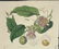 Sydenham Edwards's Botanical Register. 7 Plates. - 4
