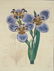 Sydenham Edwards's Botanical Register. 7 Plates. - 5