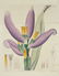 Sydenham Edwards's Botanical Register. 7 Plates. - 6