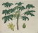Sydenham Edwards's Botanical Register. 7 Plates. - 7