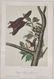John James Audubon. 7 Octavo Animal Prints.