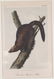 John James Audubon. 7 Octavo Animal Prints. - 2