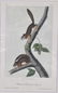 John James Audubon. 7 Octavo Animal Prints. - 3
