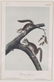 John James Audubon. 7 Octavo Animal Prints. - 5