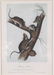 John James Audubon. 7 Octavo Animal Prints. - 7