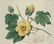 Sydenham Edwards's Botanical Register. 7 Plates. - 3