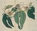 Sydenham Edwards's Botanical Register. 7 Plates. - 4