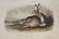 John James Audubon. 4 Octavo Plates. 1854.