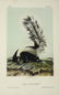 John James Audubon. 4 Octavo Plates. 1854. - 3