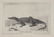Charles Catton. 15 Animal Aquatints. c.1787. - 5