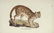 Heinrich Schinz & Bernard Direxit. Exotic Animals. - 2