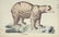 Heinrich Schinz & Bernard Direxit. Exotic Animals. - 3