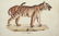 Heinrich Schinz & Bernard Direxit. Exotic Animals. - 4