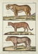 Heinrich Schinz & Bernard Direxit. Exotic Animals. - 6
