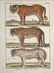 Heinrich Schinz & Bernard Direxit. Exotic Animals. - 7