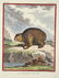 5 Buffon Mammal Plates. Histoire Naturelle.