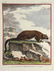 5 Buffon Mammal Plates. Histoire Naturelle. - 2