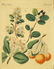 Friedrich Bertuch. Bilderbuch für Kinder. 1813. - 11