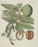 Friedrich Bertuch. Bilderbuch für Kinder. 1813. - 2