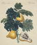 Friedrich Bertuch. Bilderbuch für Kinder. 1813. - 7
