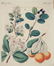 Friedrich Bertuch. Bilderbuch für Kinder. 1813. - 8