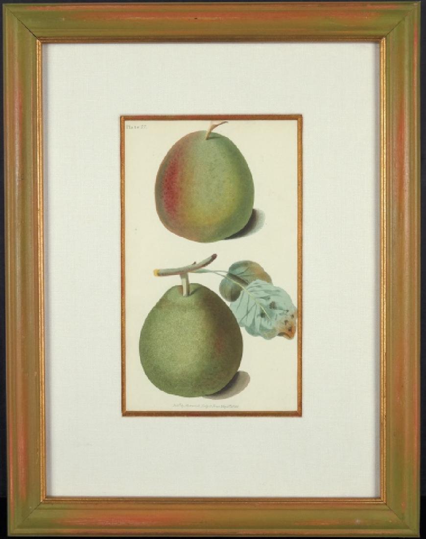 George Brookshaw. 6 Fruit Studies. 1822.: Brookshaw, George. British (1751-1823). Six framed fruit studies from the Second volume to the manual "The Horticultural Repository: Containing Delineations of the Best Varieties of the Different Spec