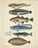 Oken's Zoologie. 3 fish and porpoise studies. 1850