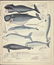 Oken's Zoologie. 3 fish and porpoise studies. 1850 - 3