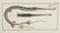 Marcus Elieser Bloch. Fistularia Tabacaria. 1780. - 2