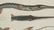 Marcus Elieser Bloch. Fistularia Tabacaria. 1780. - 3