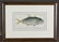Marcus Elieser Bloch. Scomber Carangus. c.1780. - 3