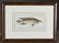 Marcus Elieser Bloch. Scomber Chloris. c.1780. - 2