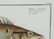 Marcus Elieser Bloch. Scomber Chloris. c.1780. - 4