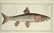 Marcus Elieser Bloch. 6 Ichthyology Plates. c.1780 - 2