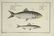 Marcus Elieser Bloch. 6 Ichthyology Plates. c.1780 - 3