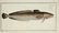 Marcus Elieser Bloch. 6 Ichthyology Plates. c.1780 - 5
