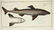 Marcus Elieser Bloch. 6 Ichthyology Plates. c.1780 - 6