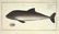 Marcus Elieser Bloch. 6 Ichthyology Plates. c.1780