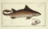 Marcus Elieser Bloch. 6 Ichthyology Plates. c.1780 - 2