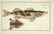 Marcus Elieser Bloch. 6 Ichthyology Plates. c.1780 - 3