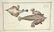 Marcus Elieser Bloch. 6 Ichthyology Plates. c.1780 - 4