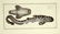 Marcus Elieser Bloch. 6 Ichthyology Plates. c.1780 - 5