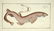 Marcus Elieser Bloch. 6 Ichthyology Plates. c.1780 - 6