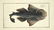 Marcus Elieser Bloch. 6 Ichthyology Plates. c.1780
