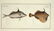 Marcus Elieser Bloch. 6 Ichthyology Plates. c.1780 - 2